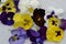 Viola mix flowers