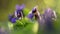 Viola Odorata Bloom in the grass.