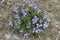 Viola odorata bush in the garden