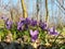 Viola odorata in the forest during spring months. purple wild flower