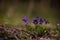 Viola odorata in the forest during spring months. purple wild flower