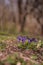 Viola odorata in the forest during spring months. purple wild flower