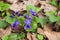 Viola odorata growing in spring forest