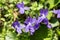 Viola odorata, spring common violet in bloom