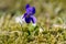 Viola odorata wild small flower in bloom, violet purple flowering plant