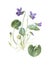 Viola odorata or wood violet flower. hand drawn  illustration. sweet violet, english violet or common violet. garden violet. Vinta