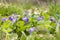 Viola odorata (wood violet, sweet violet, English violet, common violet, garden violet)