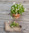 Viola odorata on wooden table