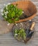 Viola odorata on wooden table next to a garden shovel