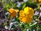Viola pansies, yellow, sunny day