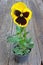 Viola pansy flower