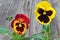 Viola pansy flowers close up