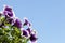 Viola (plant). Flowers with blue sky as background.