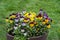 Viola plant with multicolor flowers , Viola, Common Violet, Viola tricolor in street pot