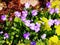 Viola \'Rebecca\' and Heucherella \'Sunrise Falls\'