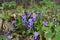 Viola reichenbachiana. Beautiful violet flowers grow in spring forest