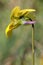 Viola rhodopeia, Violaceae