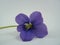 Viola sororia, blue violet flower
