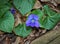 Viola sororia Common Blue Violet