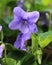 Viola sororia flower