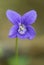 Viola species purple flower violet of delicate appearance