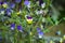 Viola tricolor flowers