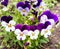 Viola tricolor flowers