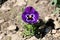 Viola tricolor or Heartsease or Hearts delight flower