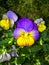 Viola tricolor, Johnny Jump up, yellow pansy