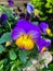 Viola tricolor, Johnny Jump up, yellow pansy