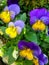 Viola tricolor, Johnny Jump up, yellow pansy