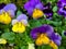 Viola tricolor, Johnny Jump up, yellow pansy