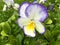 Viola tricolor, Johnny Jump up, yellow pansy