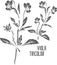 Viola tricolor officinalis vector illustration