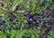 Viola tricolor - one small purple flower among green young leaves. plants bloom in spring on the ground