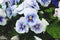 Viola tricolor pansies, flower bed. Violets are blue in urban landscaping and landscape design