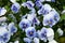 Viola tricolor pansies, flower bed. Violets are blue in urban landscaping and landscape design