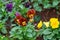 Viola tricolor pansy, flowerbed in home garden