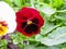 Viola tricolor red blue yellow Pansies on green flowerbed macro closeup