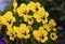 Viola tricolor. Yellow blue violet flowers. Violet macrophoto