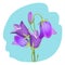Viola violet flowering plant realistic vector illustration isolated