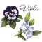 Viola. Watercolor floral background, set of two
