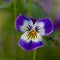 Viola Wild Pansy in Alaska