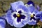 Viola wittrockiana garden blue white violets.