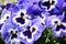 Viola wittrockiana garden blue white violets.