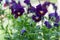 Viola wittrockiana garden pansy flowers in bloom, dark blue purple flowering plants, group of pansies