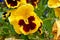 Viola wittrockiana pansy inspire yellow blotch many flowers