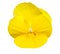 Viola yellow Pansy Flower Isolated on White.