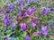 Violaceae. Violet in nature. Spring flowers.