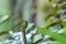 Violaceous euphonia